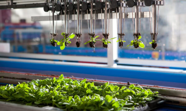 mechanical planting seedlings