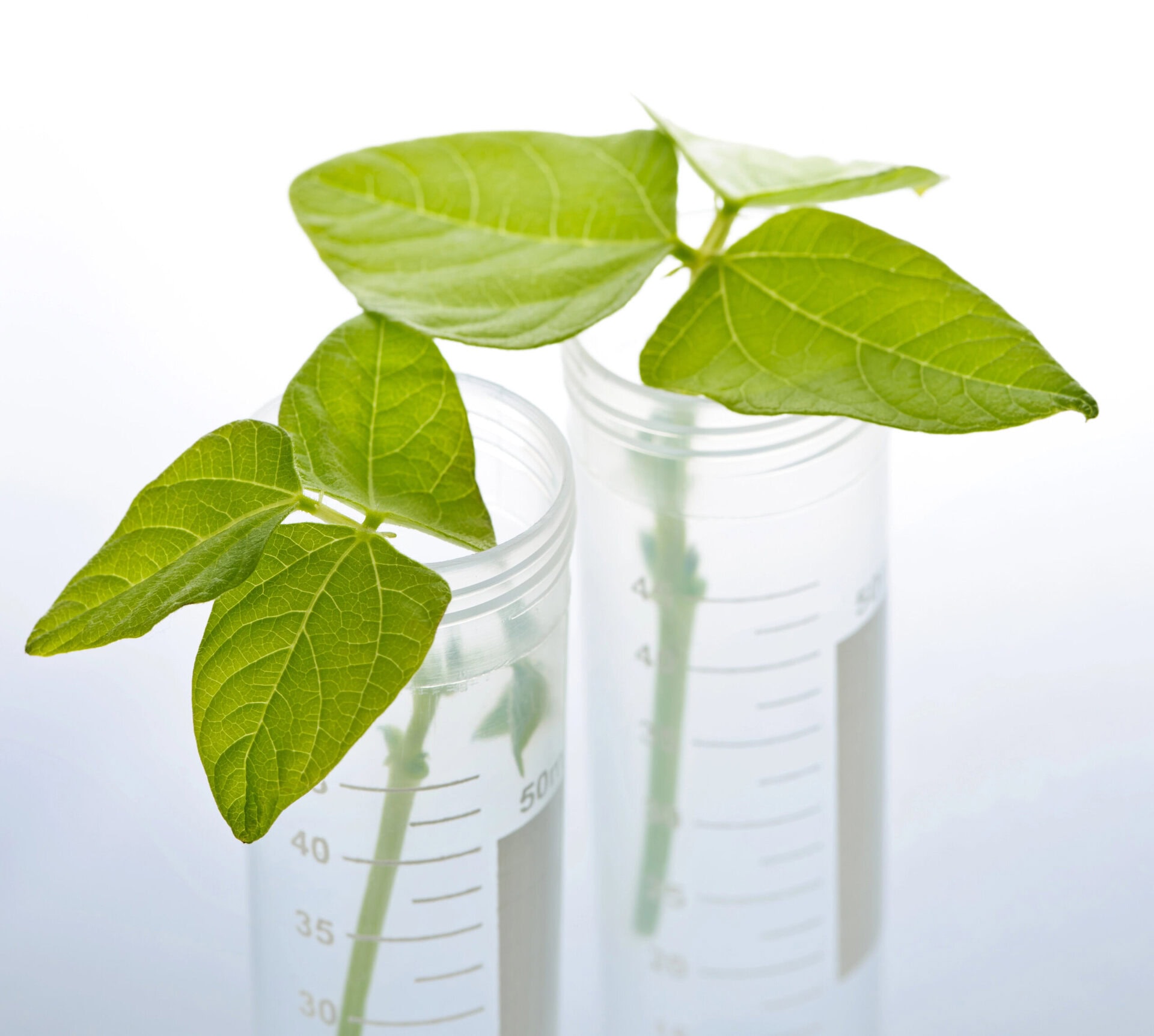 plant seedlings being tested